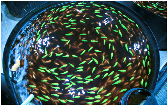 AI kan minska foderspill och klimatpåverkan i svensk fiskodling